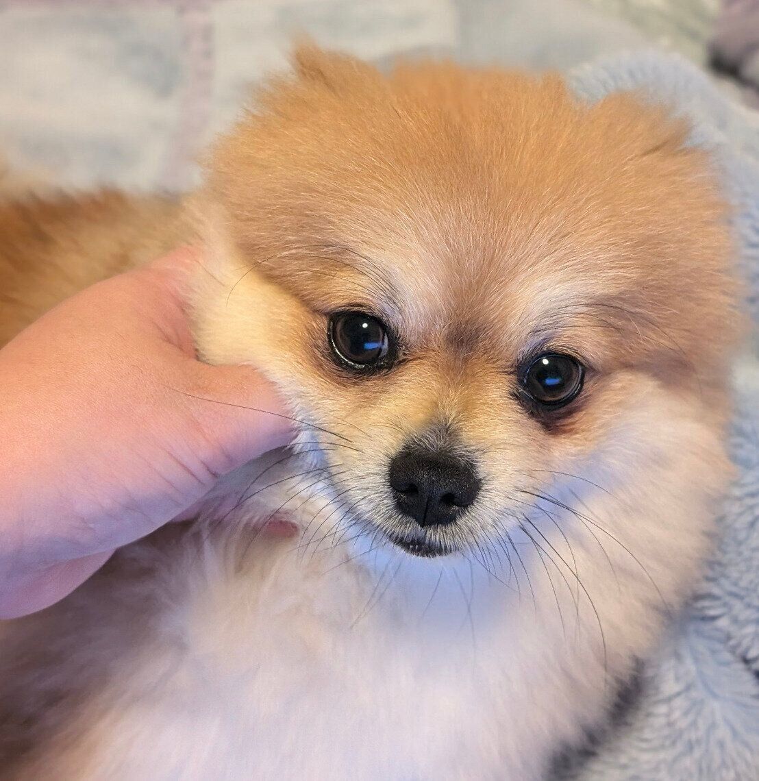 なでてもらってニッコリのぽてちくん。