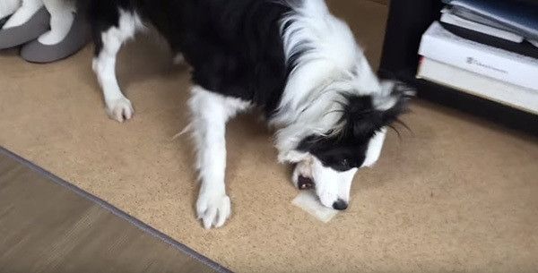 ガムを食べるボーダー・コリー