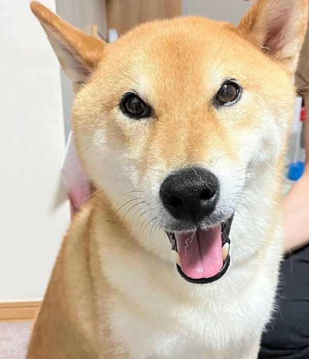 楽しそうなコマさん