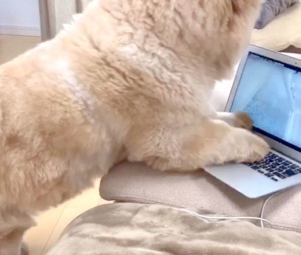 猫を探すくり蔵くん