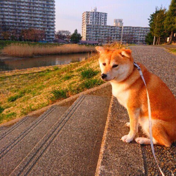 柴のすずちゃん