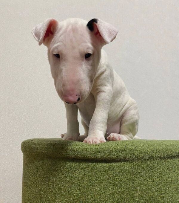 子犬時代のすずこちゃん