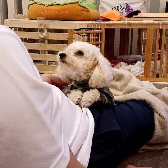 かまってほしそうに前足を乗せるトイ・プードル