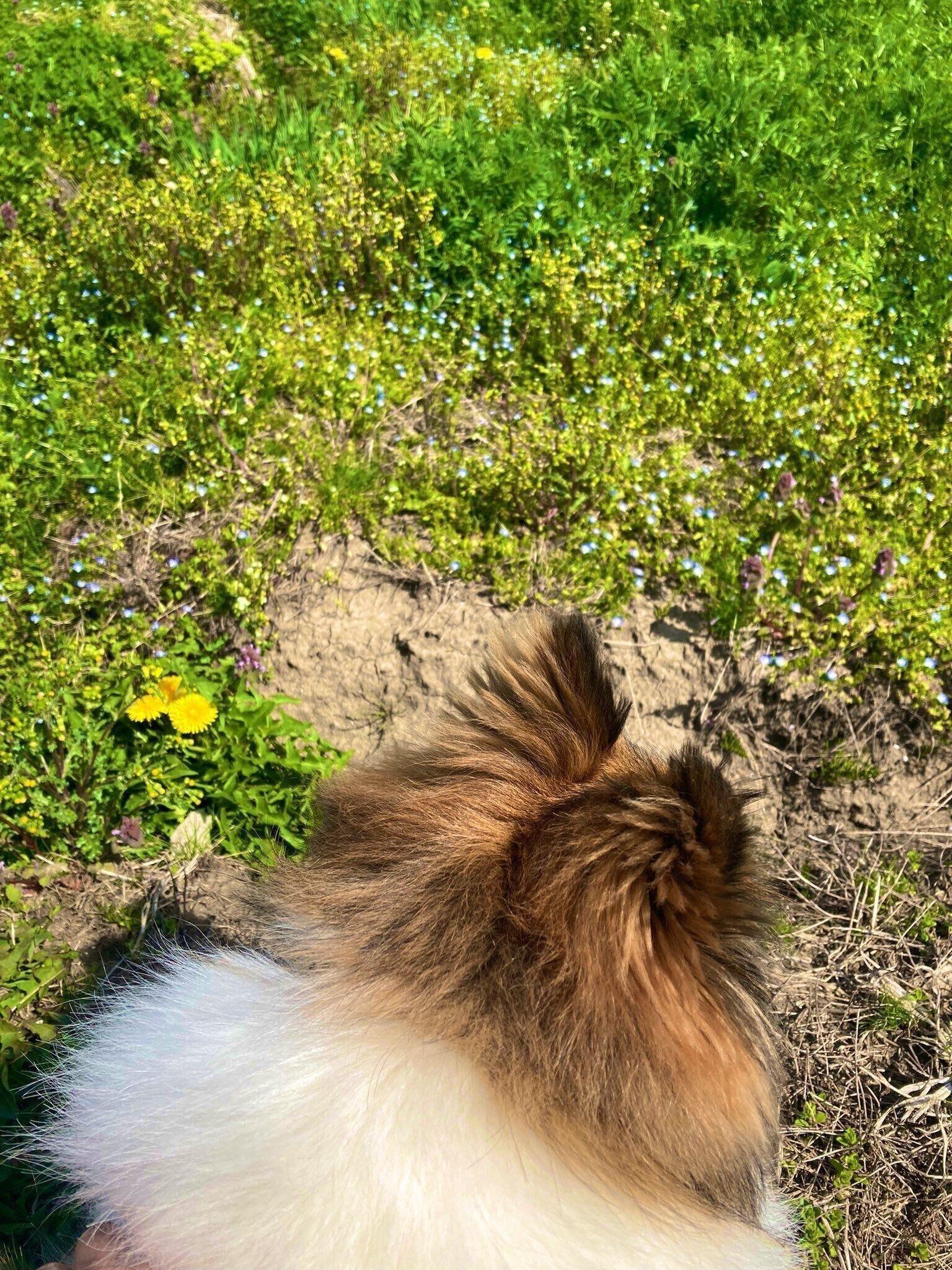 飼い主さんの目の前に来てオスワリ中？