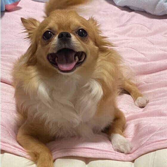 布団に乗るチワワ