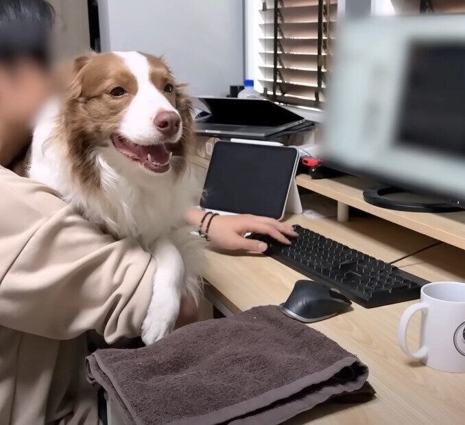 パパさんと在宅ワーク中の犬