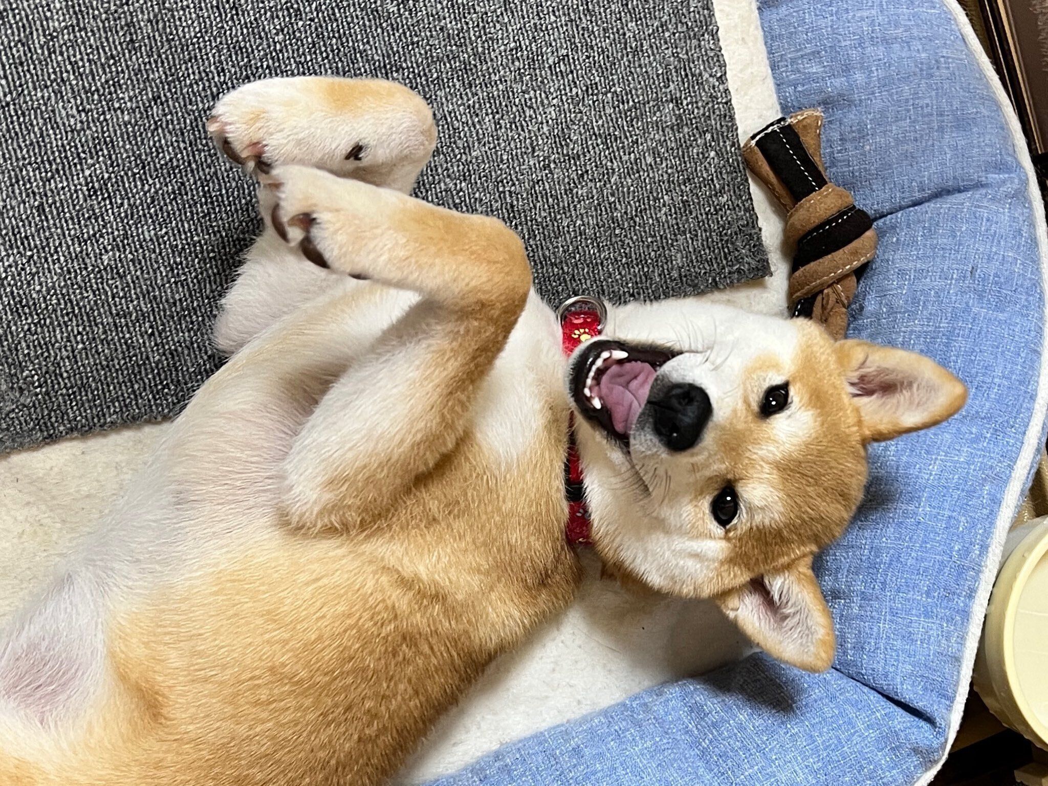 寝転がるにこちゃん