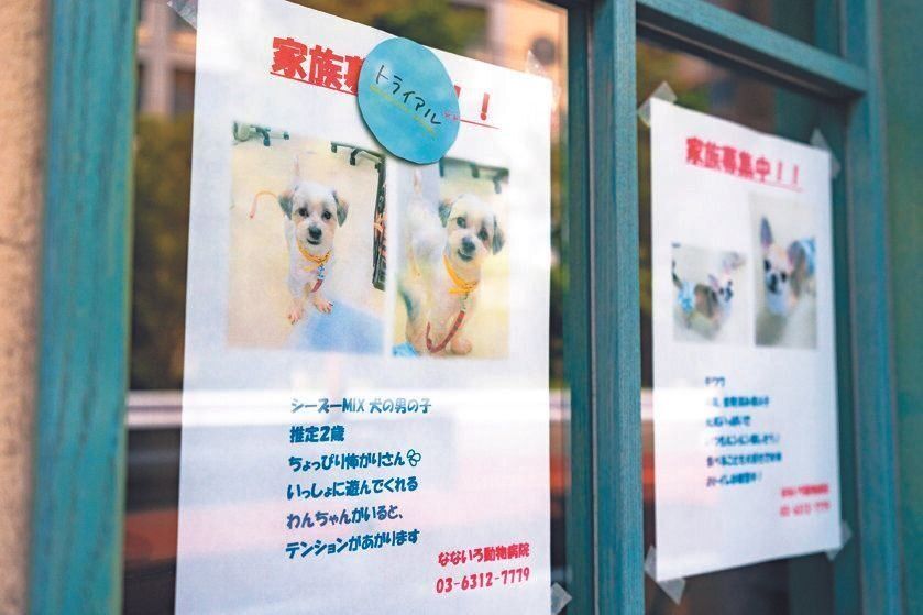 動物病院の入り口には、そのとき募集している保護犬と保護猫の情報が貼られ、目にした人が応募することも
