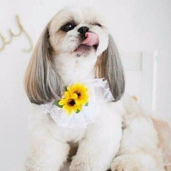 犬が人をなめる理由とは？ なめさせないほうがよい場所と注意点 いぬのきもち