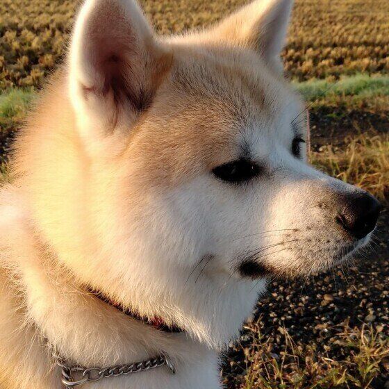 秋田・タロくんのお顔アップ