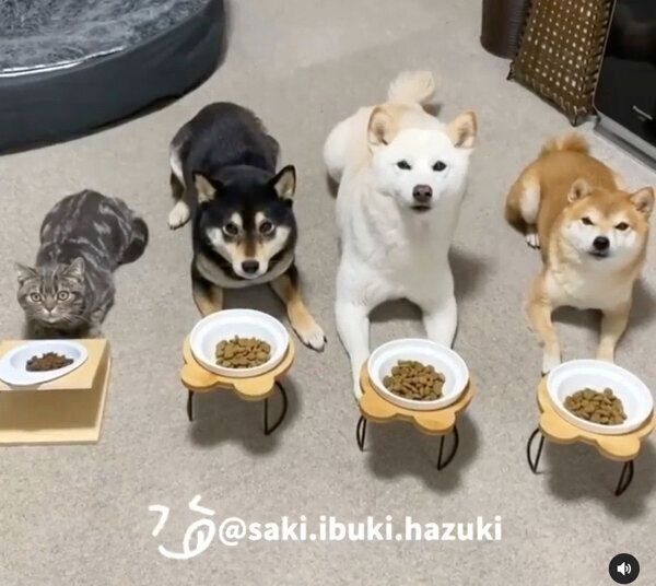 ごはんタイムで待てをするキキくん、いぶきちゃん、さきちゃん、はづきくん