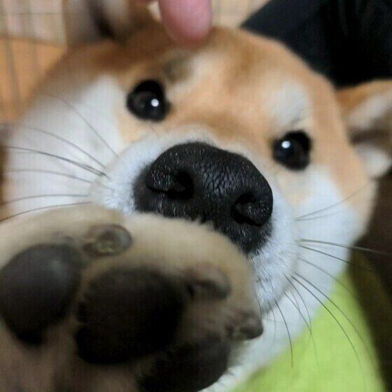 犬の肉球から出血！飼い主ができる対処法は？　いぬのきもち