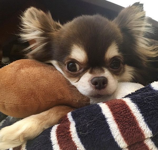 フライングタイガーで揃う北欧雑貨の犬おもちゃが楽しすぎる いぬのきもちweb Magazine