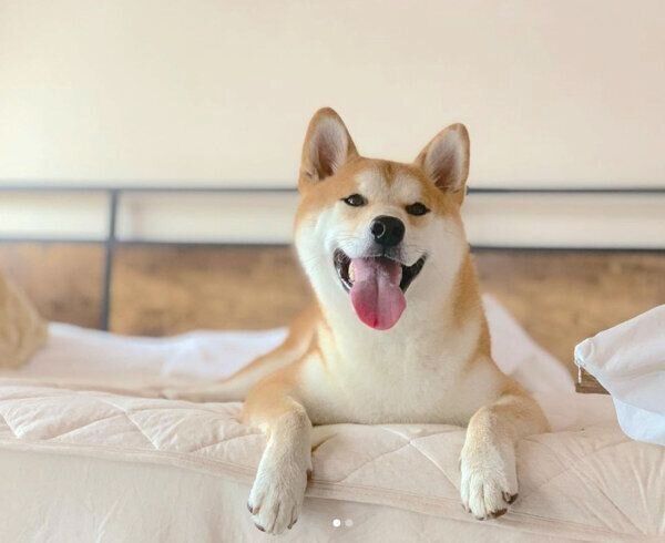 くつろぐめんまくん