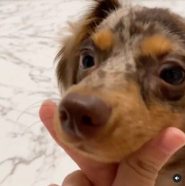 「キュンです」をするぴのくん