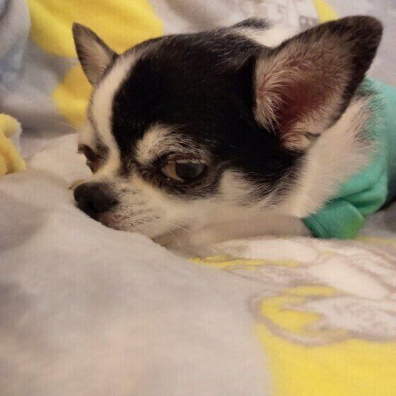 顔を白い毛布に付けて横目でこちらを見ているチワワ