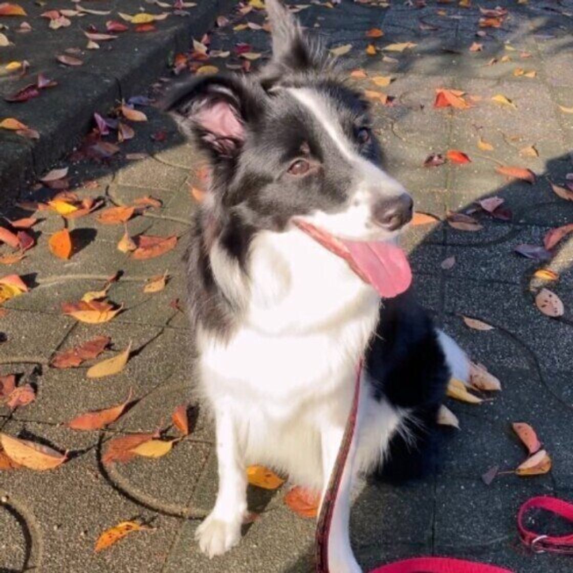 コーギーやシェルティも 牧羊犬 牧畜犬として活躍した犬種とは いぬのきもちweb Magazine コーギーやシェルティも 牧羊犬 牧畜犬として活躍した犬種とは いぬのきもちweb Magazine