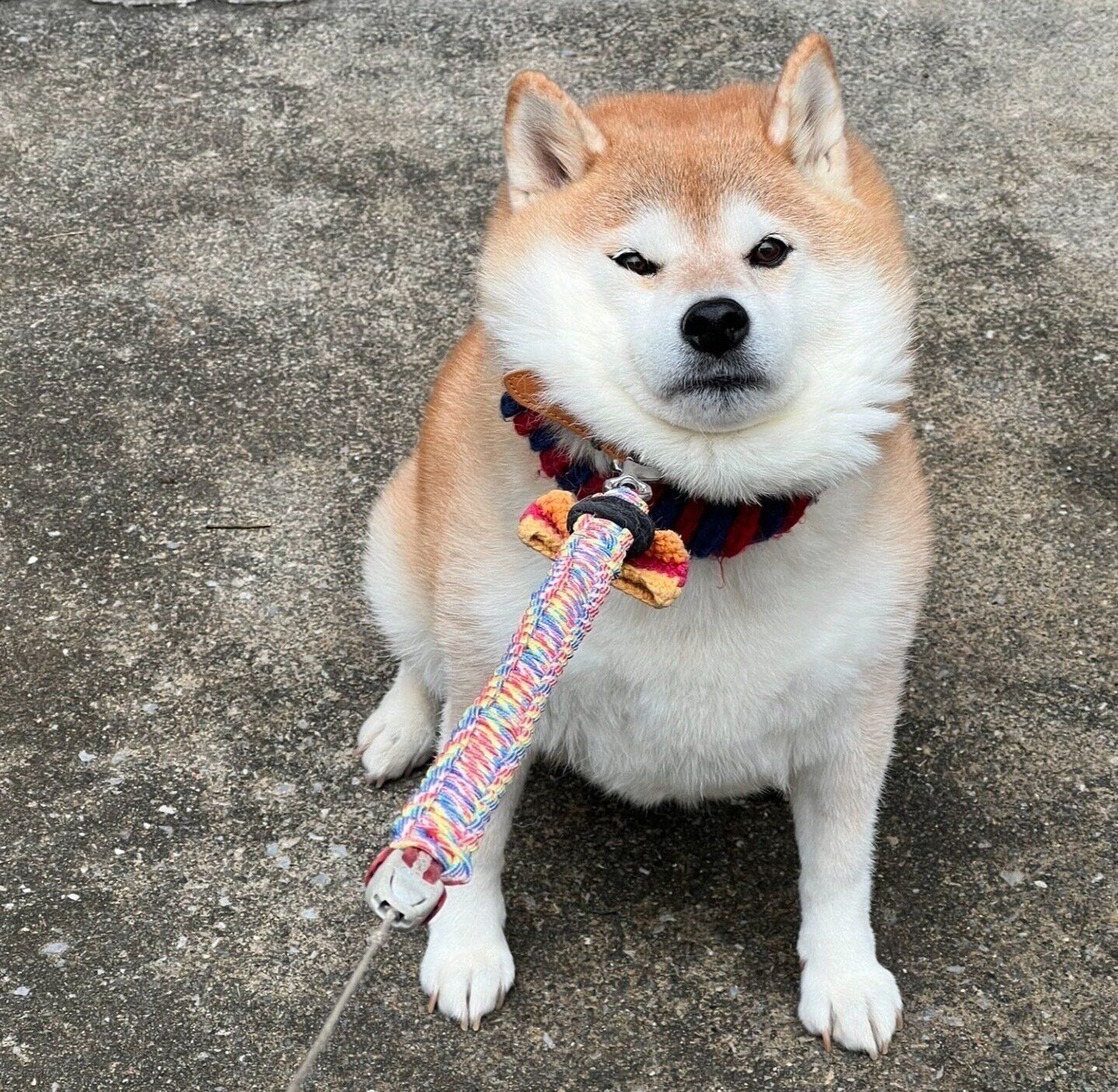 「拒否柴」をするハナちゃん