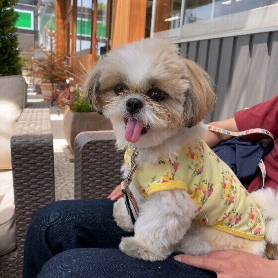 膝の上に座るシー・ズー
