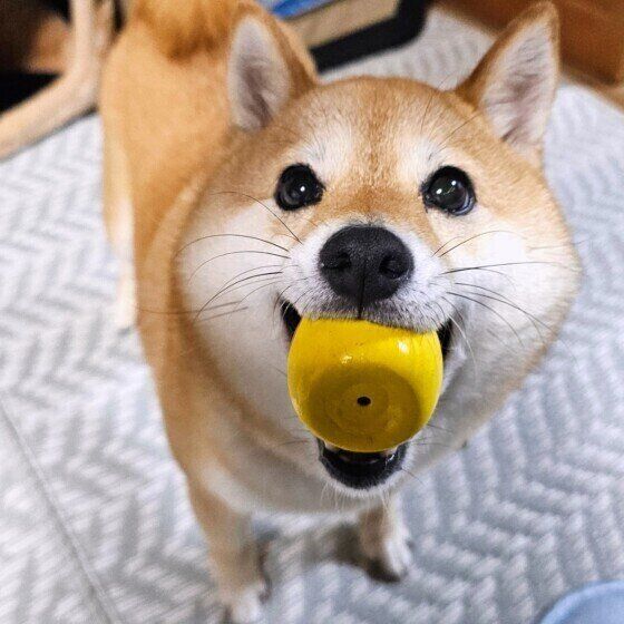 犬が雷や花火を怖がる理由と対応　雷・花火が苦手なコの対策を獣医師に聞いた いぬのきもち