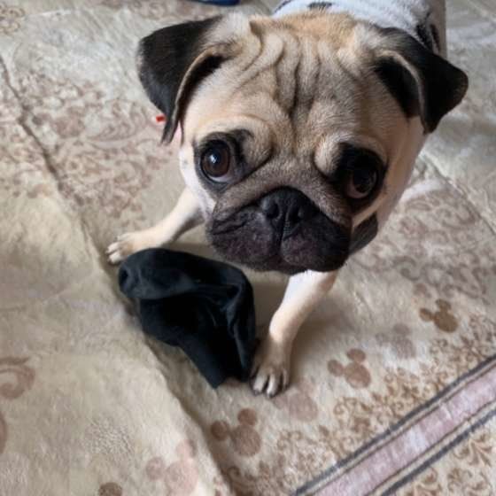 靴下が大好きなパグ