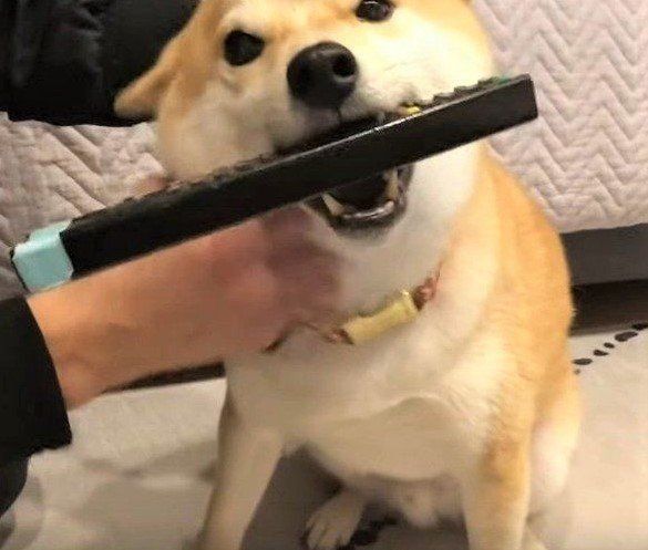 リモコンをくわえる柴犬
