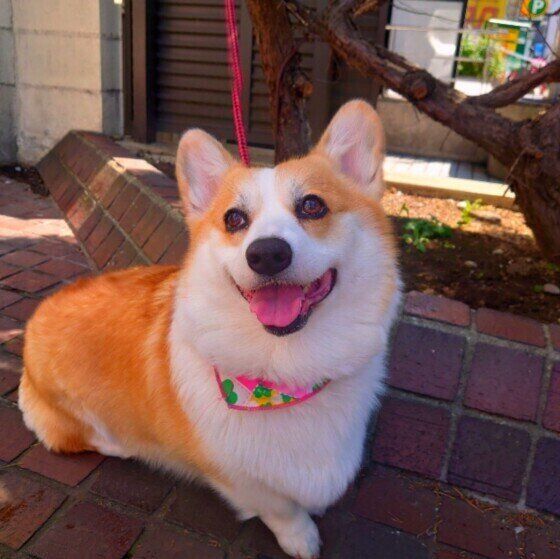 散歩中のウェルシュ・コーギー・ペンブローク