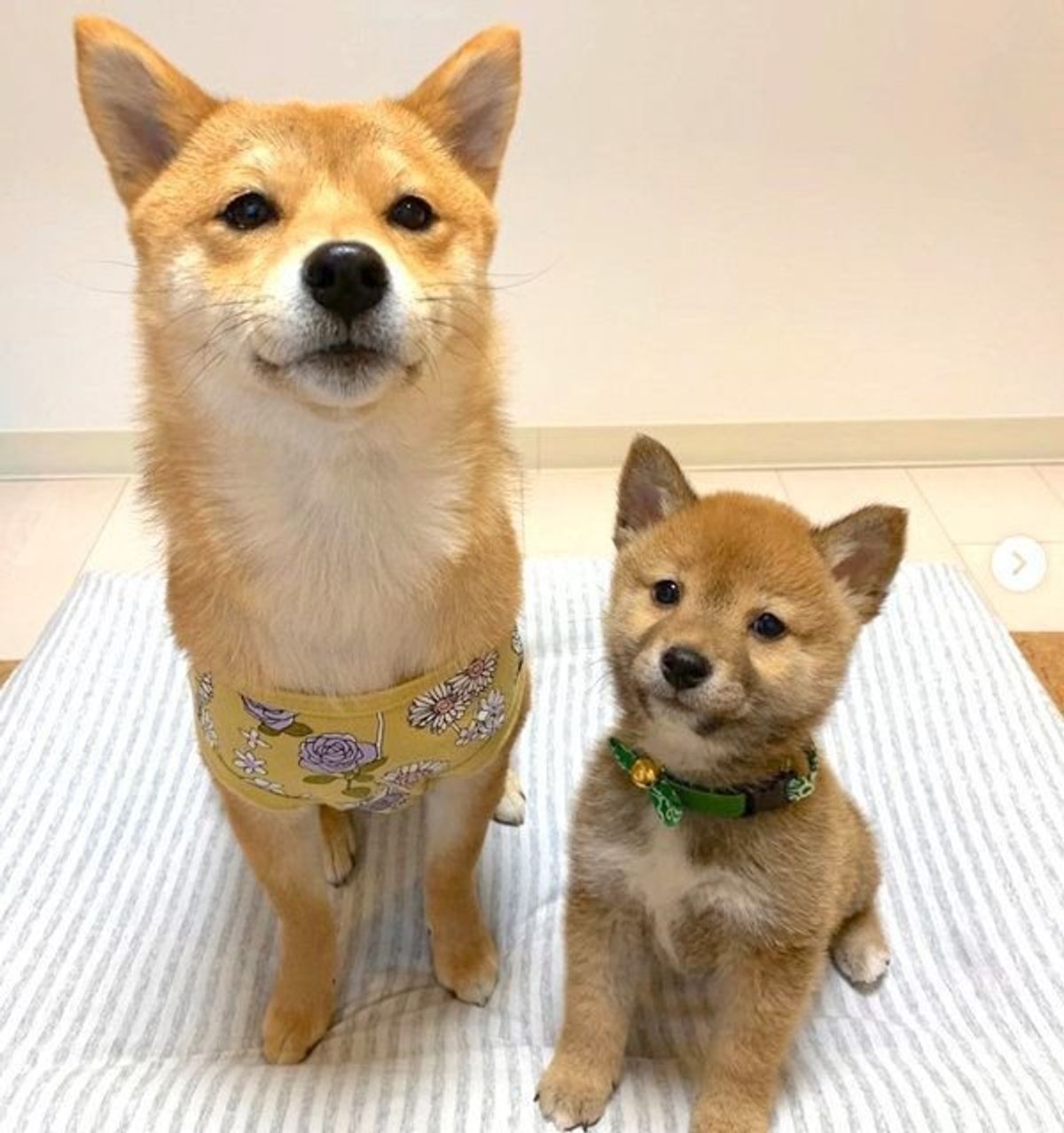 見ているこちらも緊張 新入り犬と先住犬の 初対面の瞬間 にキュン いぬのきもちweb Magazine 見ているこちらも緊張 新入り犬と先住犬の 初対面の瞬間 にキュン いぬのきもちweb Magazine