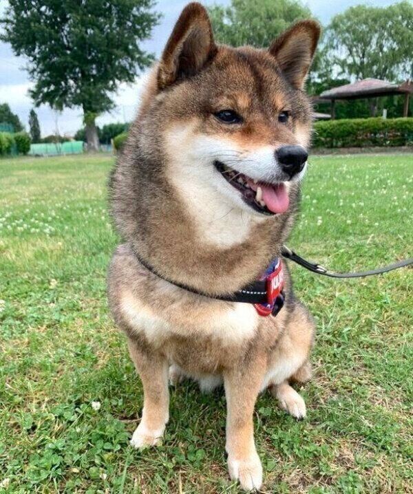 お散歩する花ちゃん