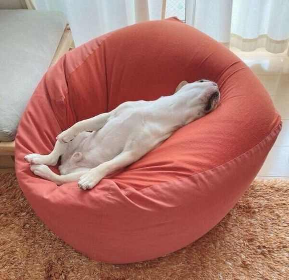 「人をダメにするソファ」で眠るみたらしくん