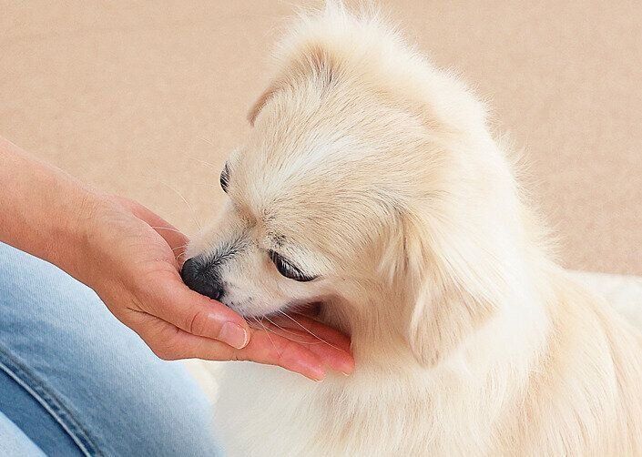 おやつで投薬練習をする犬
