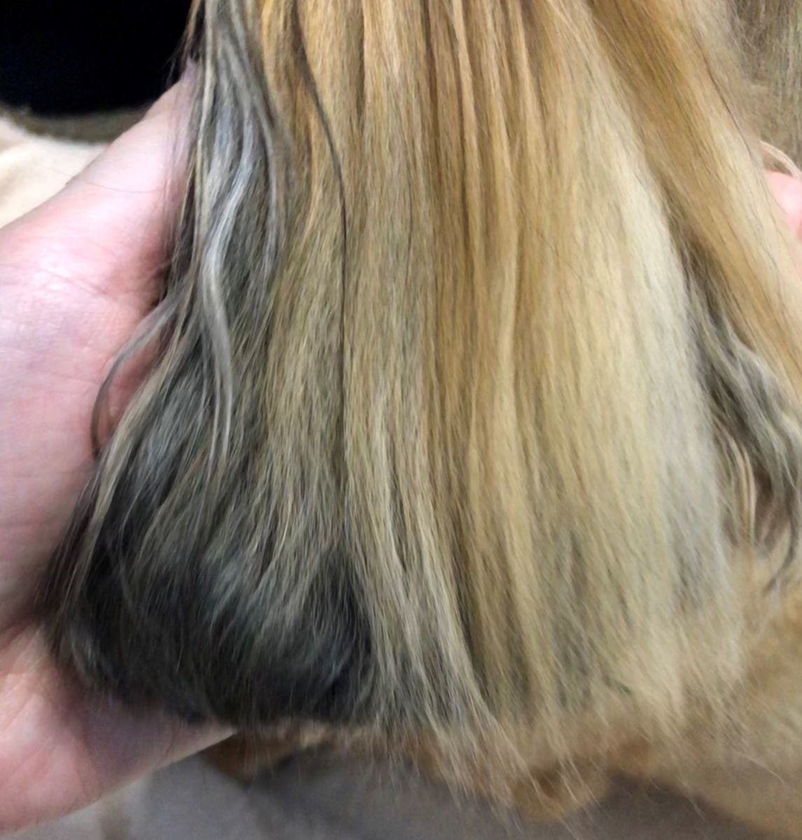サラサラの被毛