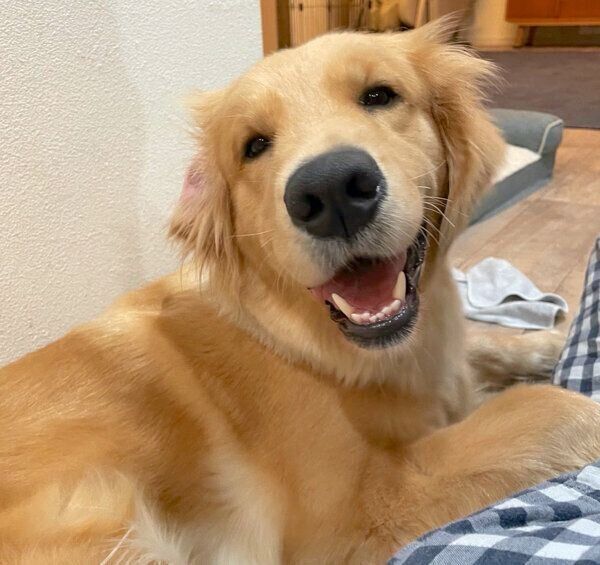 笑顔が可愛いうどんちゃん