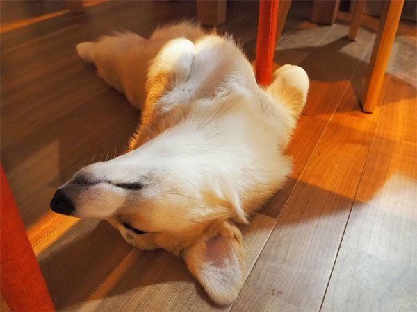 眠るいろはちゃん