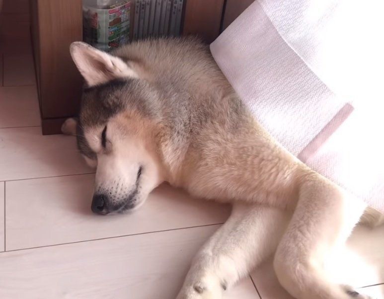 寝ているシベリアン・ハスキー