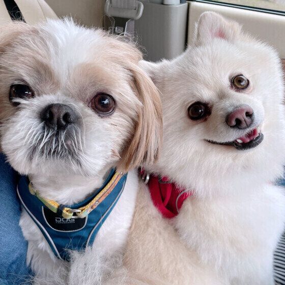 ポメラニアンのくぅくんたち♪