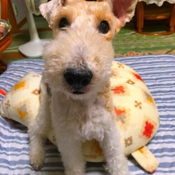 見つめるワイアー・フォックス・テリア