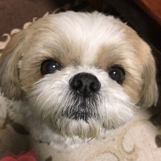 シー ズーの特徴と性格 飼い方 価格相場など 犬図鑑 いぬのきもちweb Magazine