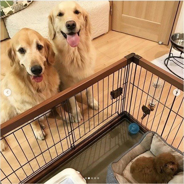 ゴールデン・レトリーバーとトイ・プードル