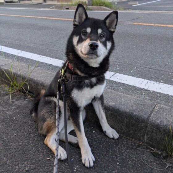 散歩をする黒柴
