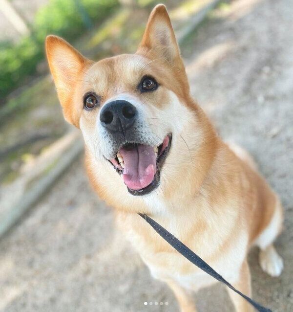 お散歩を楽しむ福くん