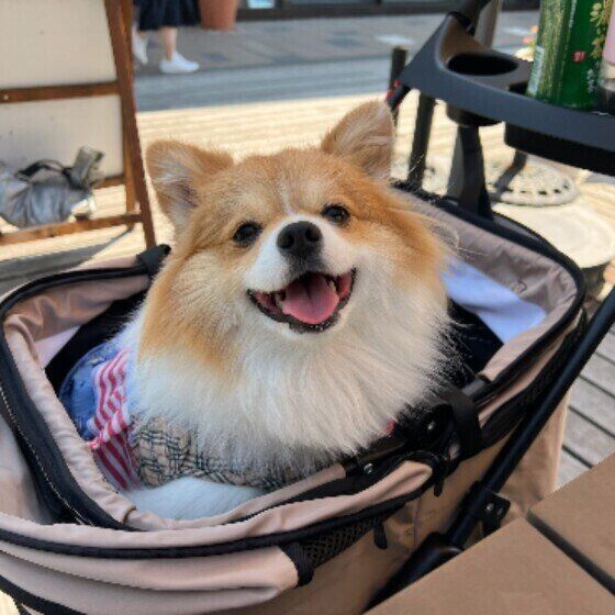 Mixのららちゃん