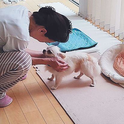 Mさん家のクゥくん。最初奥さまは迎えるのに慎重でしたが、今ではいちばんメロメロに