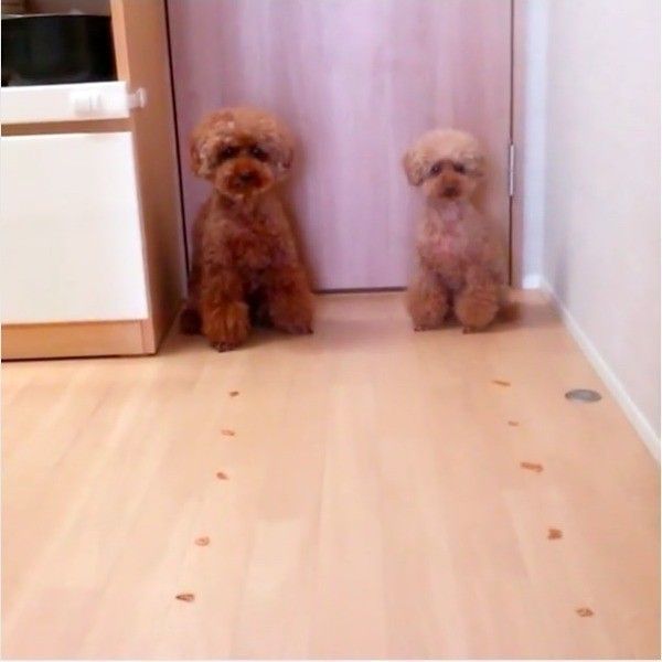 ごはん食べ競争