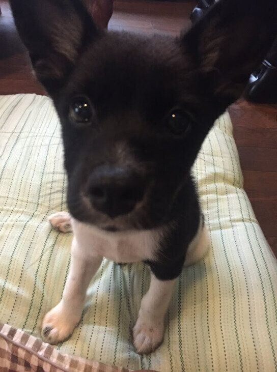 こちらを見つめる愛らしい犬 生後3カ月頃