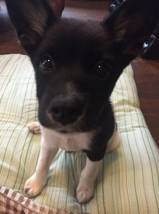 こちらを見つめる愛らしい犬 生後3カ月頃