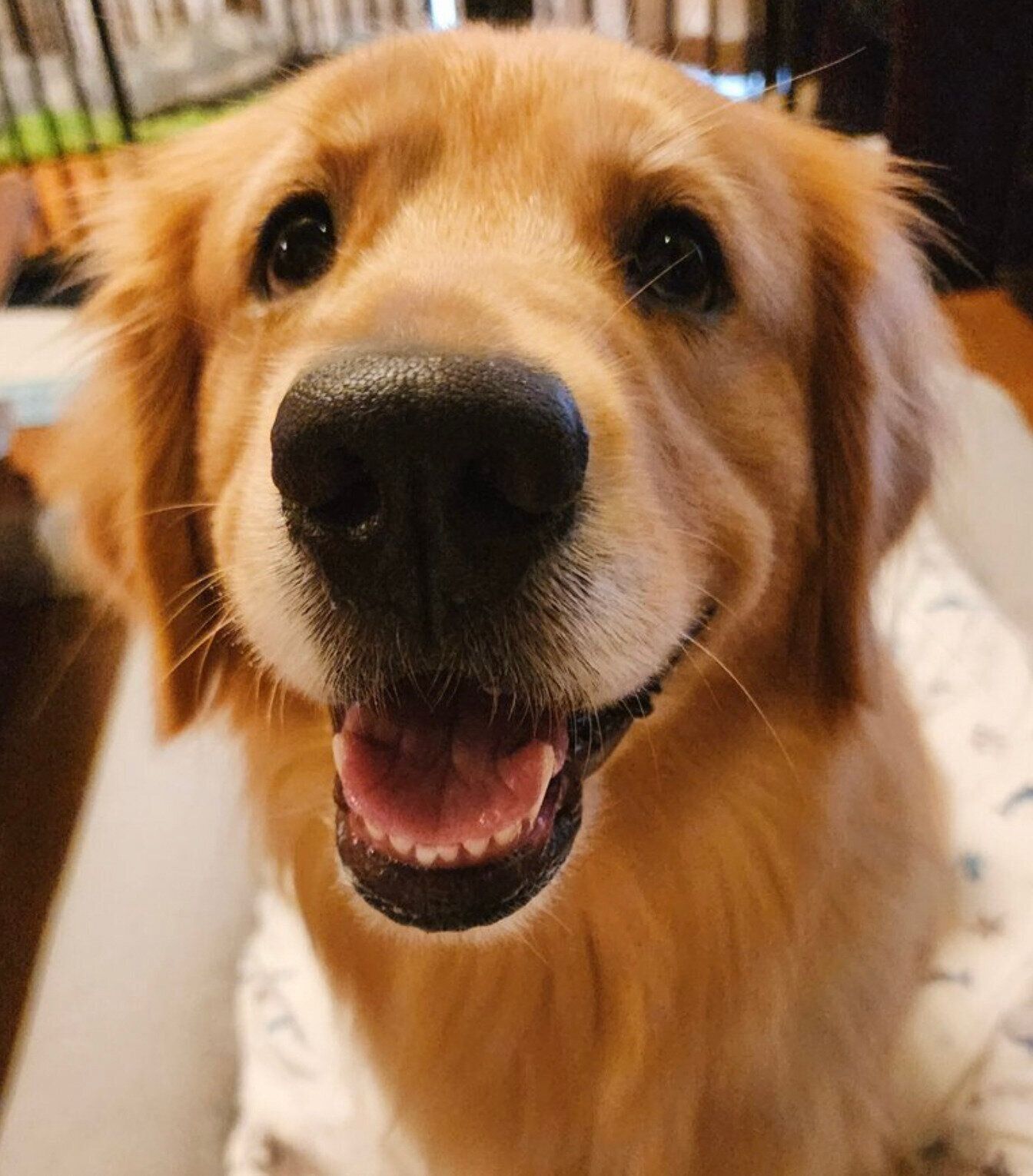 笑顔のシャーロットちゃん