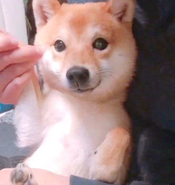 爪切りを回避しようと、可愛いお顔で訴えるちくわちゃん