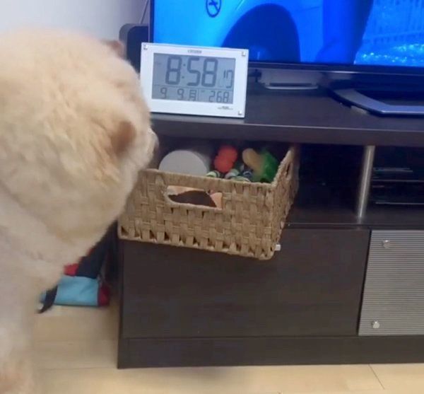 オモチャを自分で取るチャウ・チャウ