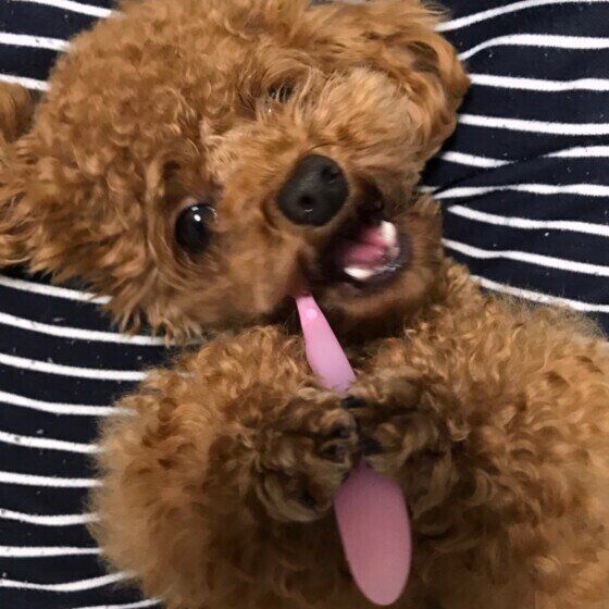 歯磨きをするトイ・プードル